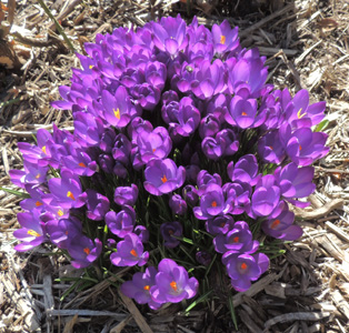 Crocus Flowers