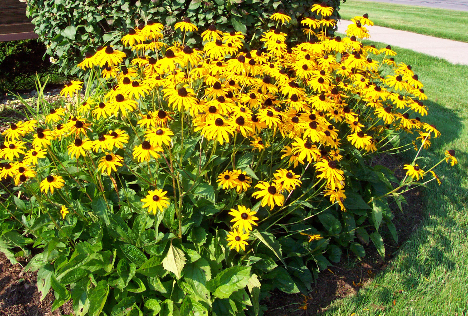 black, eyed, susan, flowers, seeds, plants
