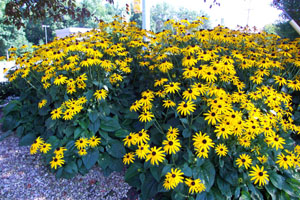 black, eyed, susan, seed, flower, plant