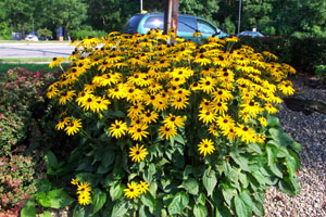 black, eyed, susan, grow, growing, plants, seeds