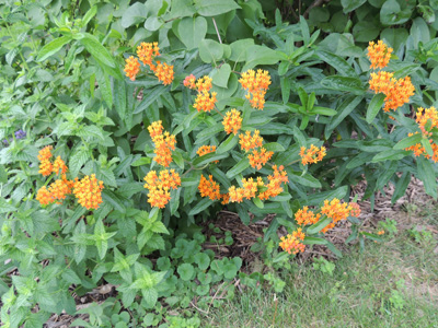 butterfly, flower, flowers, plant, seeds, perennial