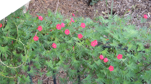 cardinal, climbers, flower, plants, seeds, climber
