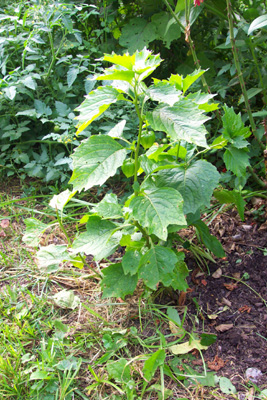 chinese, lanterns, lantern, flower, seeds, plants, pictures, 