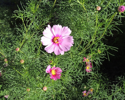 cosmos, flower, flowers, seed, seeds