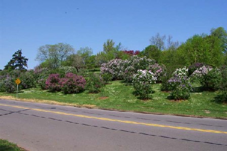 lilac, lilacs, flower, bushes, shrubs