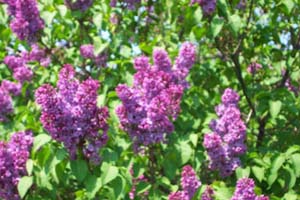 lilac, bush, shrub, flowers, transplanting