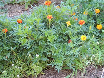 marigold, seeds, flower, plant, floewrs