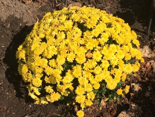 Chrysanthemum Mum Flowers