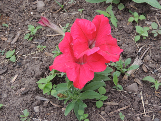 petunia, petunias, flower, plants