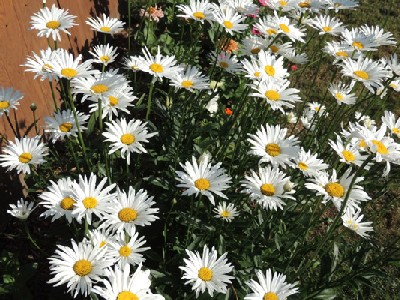 daisy, daisies, flower, flowers, seeds, plants, grow