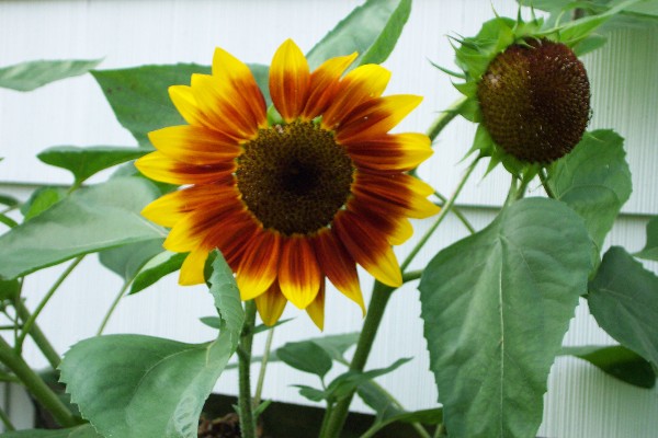 Sunflower Flowers