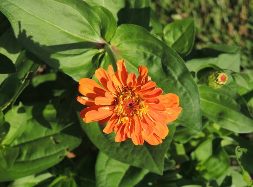 zinnia, flowers, seeds, plants, flower, zinnias