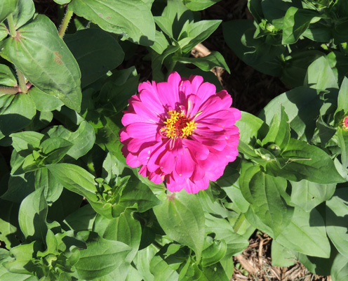 zinnia, zinnias, flower, flowers, seeds,plants, growing