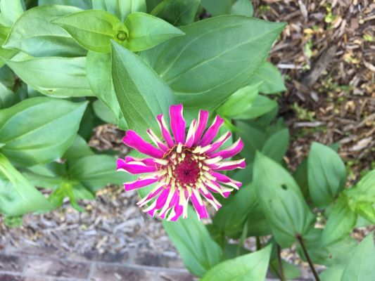 Zinnia Flowers
