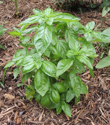 basil, herbs, palnts, palnt, herb, jpg