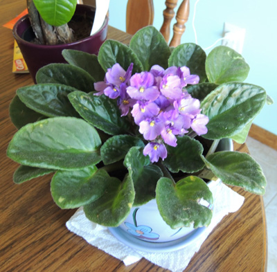 african, violet, violets, house, plant