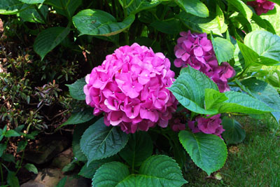 hydrangea, flower, bush, shrubs, blooms, 
