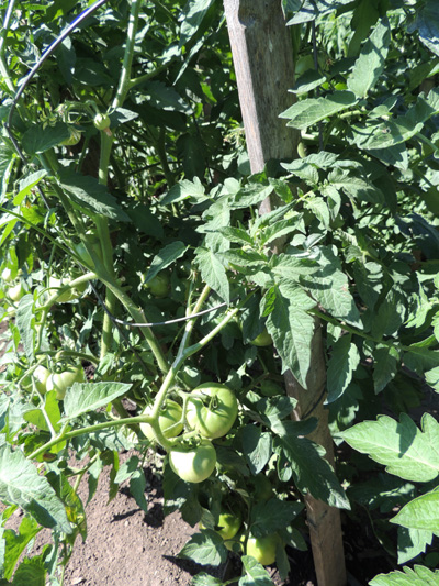 tomato, tomatoes, seed, seeds, plants, plant, images