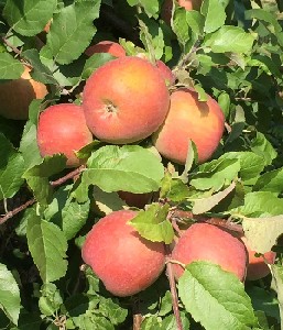 Apples